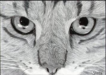 Cats Eyes Ballpoint