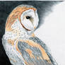 Pen Barn Owl