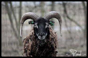 - soay sheep-