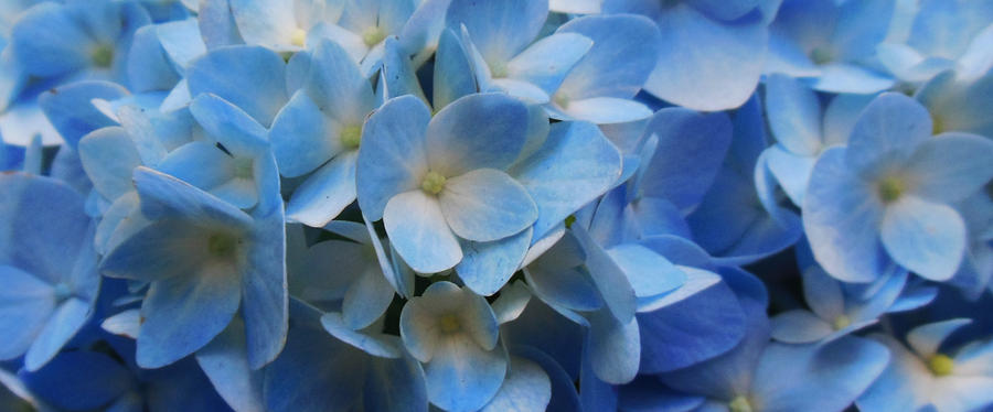 Hydrangea 4