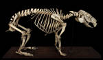 Skeleton capybaras by hontor