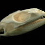 Skull of a lizard