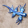 Glaucus Atlanticus