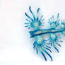 Glaucus Sea Dragon