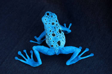 Blue poison dart frog