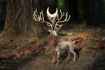Deer Spirit by hontor