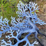 Coral blue dragon