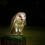 Captive Barn owl..