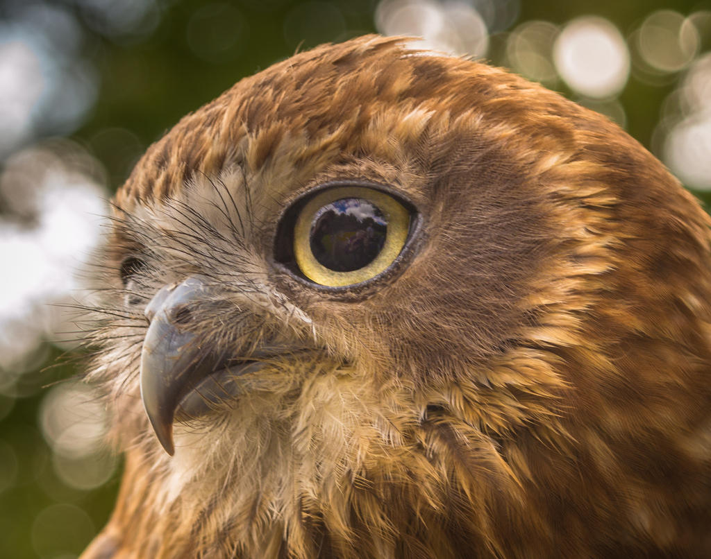 Owl portrait 2