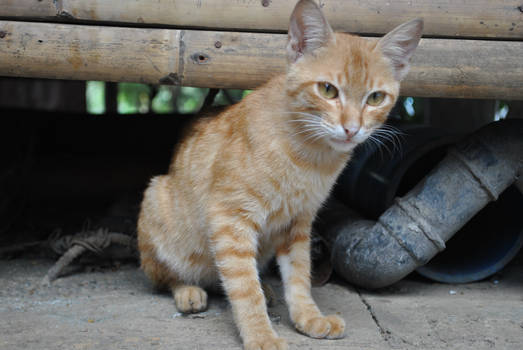 This Cat Named French Fries