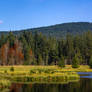 The Forest Panorama