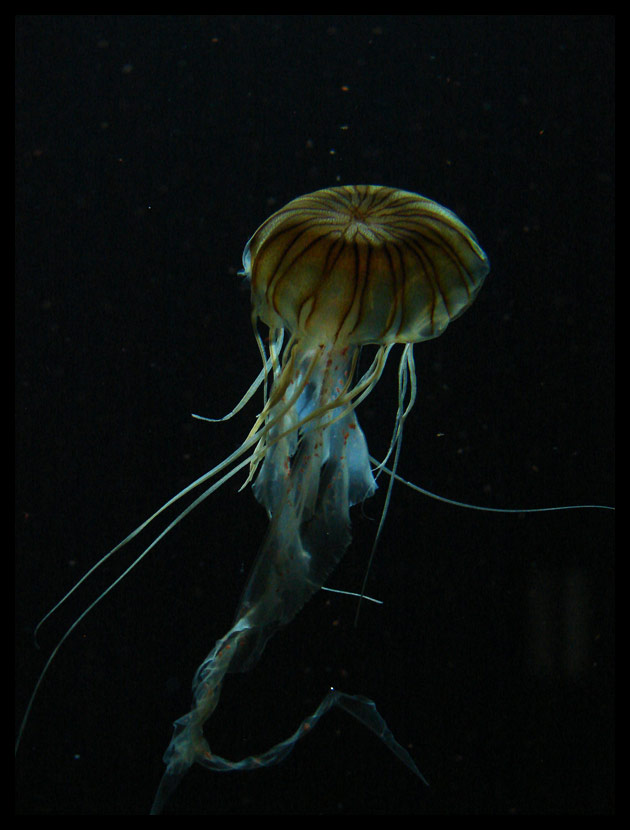 Jellyfish I