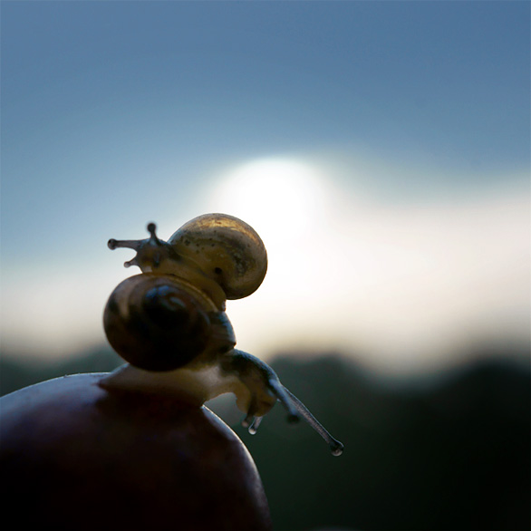 Snail Rodeo