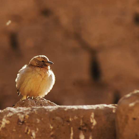 Fluffed up