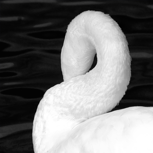 a swans tale II