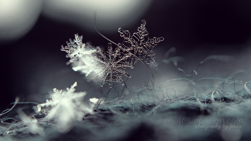 Nature's fallen diamonds by FeliDae84 Nature's fallen diamonds by FeliDae84