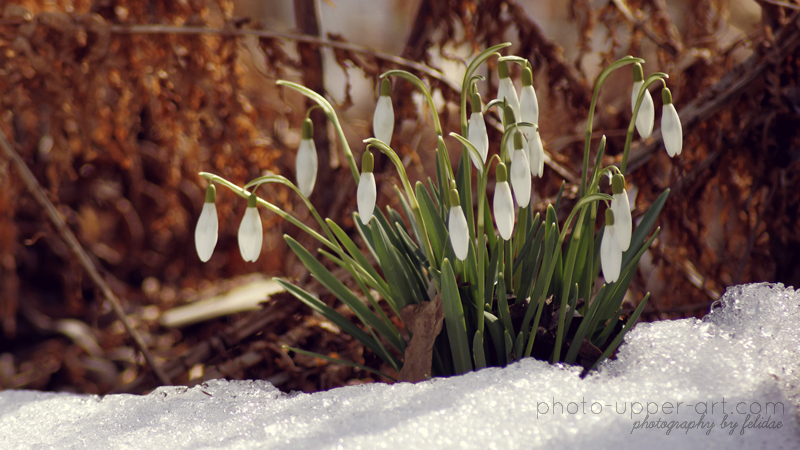 The arrival of spring