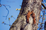 Spring Fever by FeliDae84