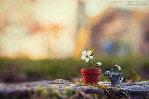 Miniature spring - I