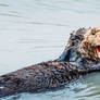 Sea Otter I