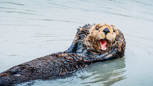 Sea Otter I