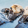 Sea Otter III