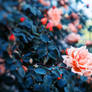 Rose garden I