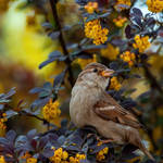 Portrait of a sparrow