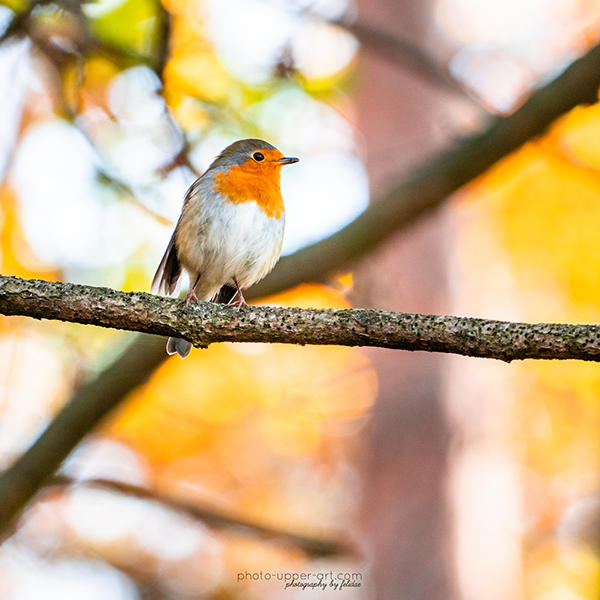 Colored Robin Colors of a robin by FeliDae84 on DeviantArt