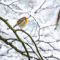 Winter Robin