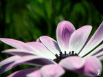 Violet Bloom by FeliDae84