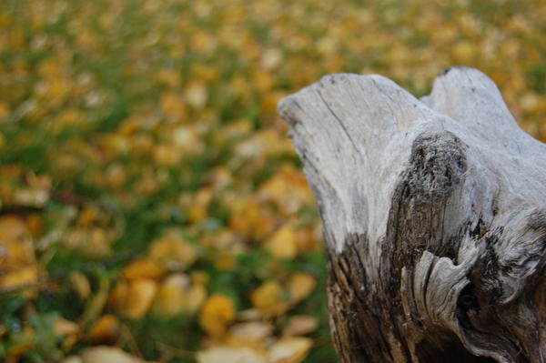 Driftwood with Leaves