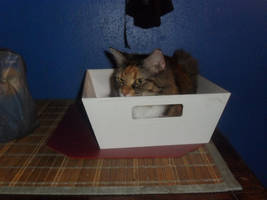 Kitty in the tray