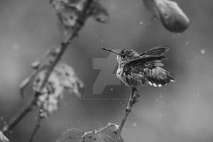 Hummer in the Rain