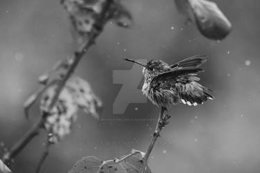 Hummer in the Rain