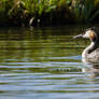 Great crested grebe