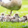 Egyptian Goose goslings