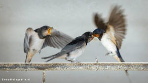 Barn swallow feeding
