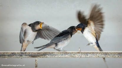 Barn swallow feeding
