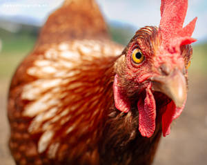 Cluck cluck