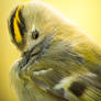 Goldcrest majesty