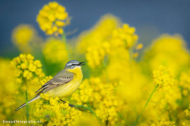 Blue-headed wagtail