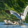 Pied Avocet shooing chicks (with extra animation)