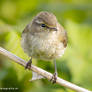 Common Chiffchaff