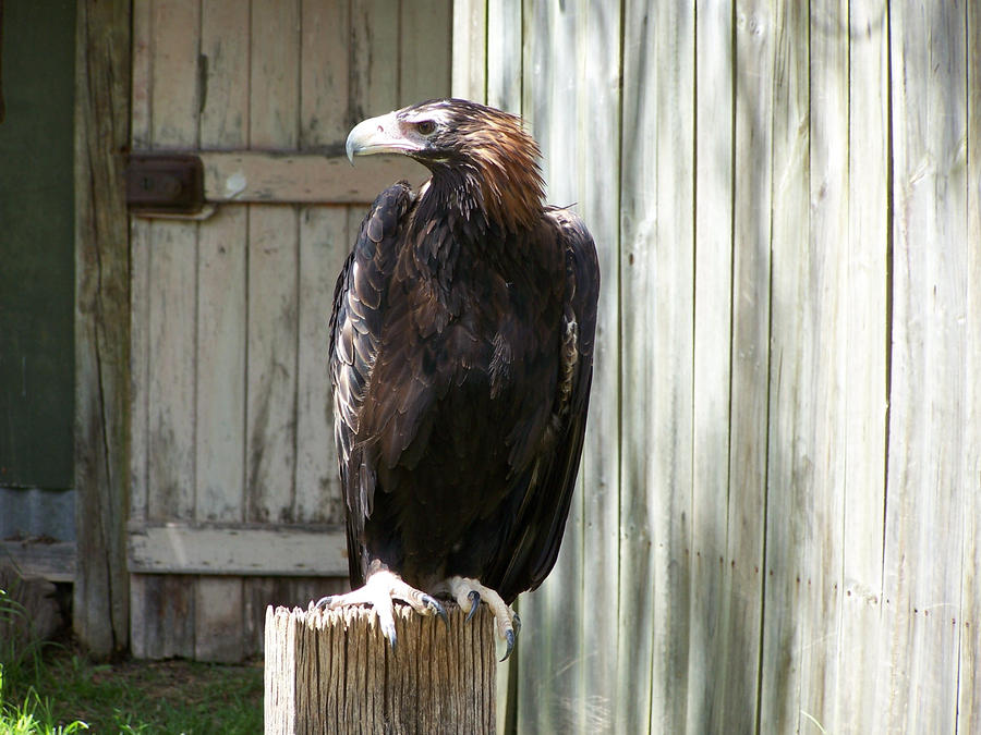 eagle01_4u2c_stock