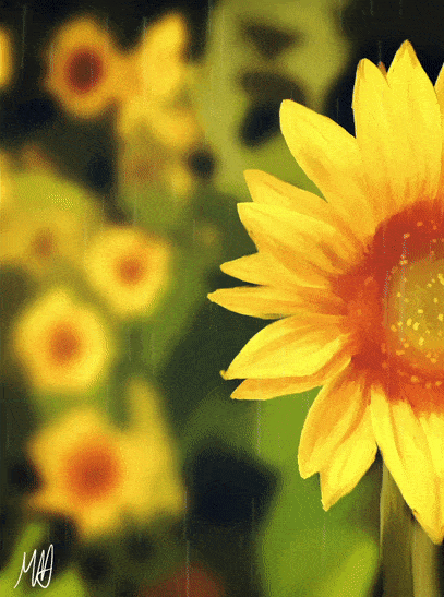 Sunflower in the Breeze Painting/GIF by maddythehooligan on DeviantArt