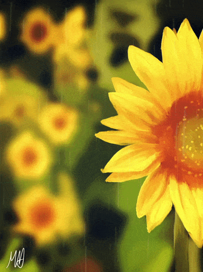 Sunflower in the Breeze Painting/GIF by maddythehooligan on DeviantArt Sunflower in the Breeze Painting/GIF by maddythehooligan on DeviantArt