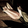 Teardrop