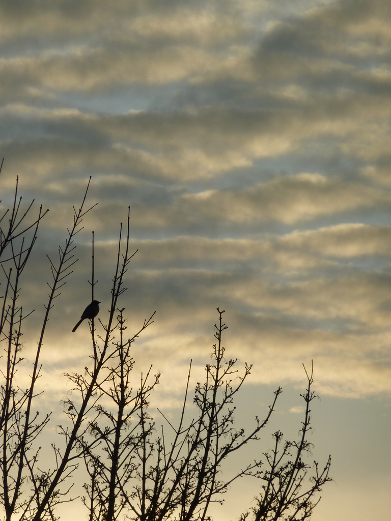 Silhouette