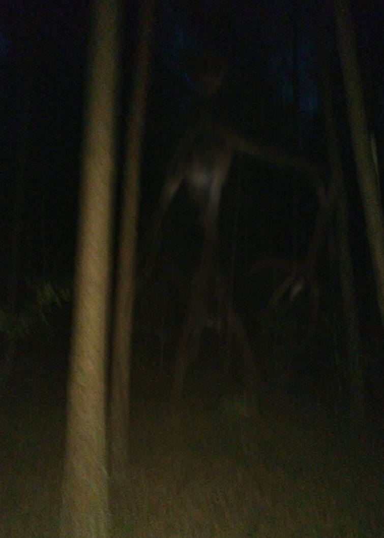 creature behind the tree by Miksones on DeviantArt